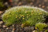 genus Grimmia