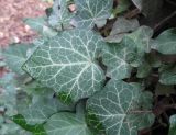 View full-size image Hedera helix