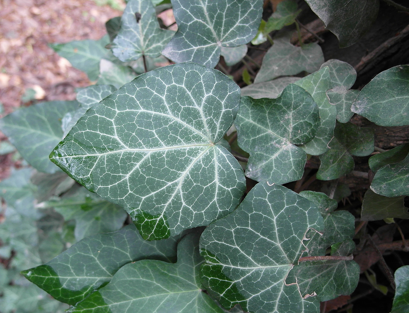 Image of Hedera helix specimen.