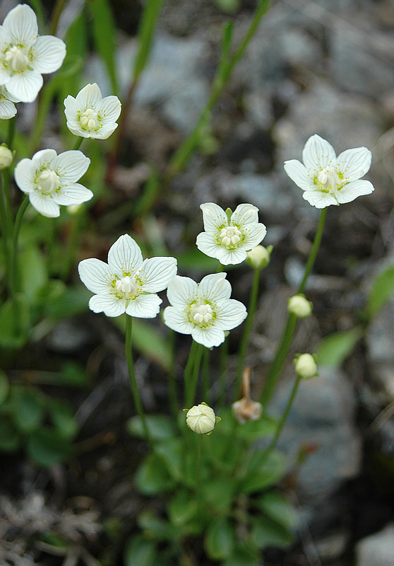 Image of Parnassia palustris specimen.