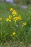 View full-size image Barbarea vulgaris