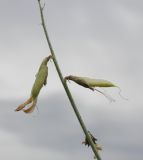 Смотреть изображение Astragalus kessleri
