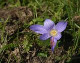 View full-size image Crocus speciosus