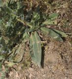 View full-size image Echium biebersteinii
