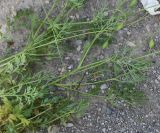 View full-size image genus Papaver