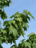View full-size image Acer pseudoplatanus