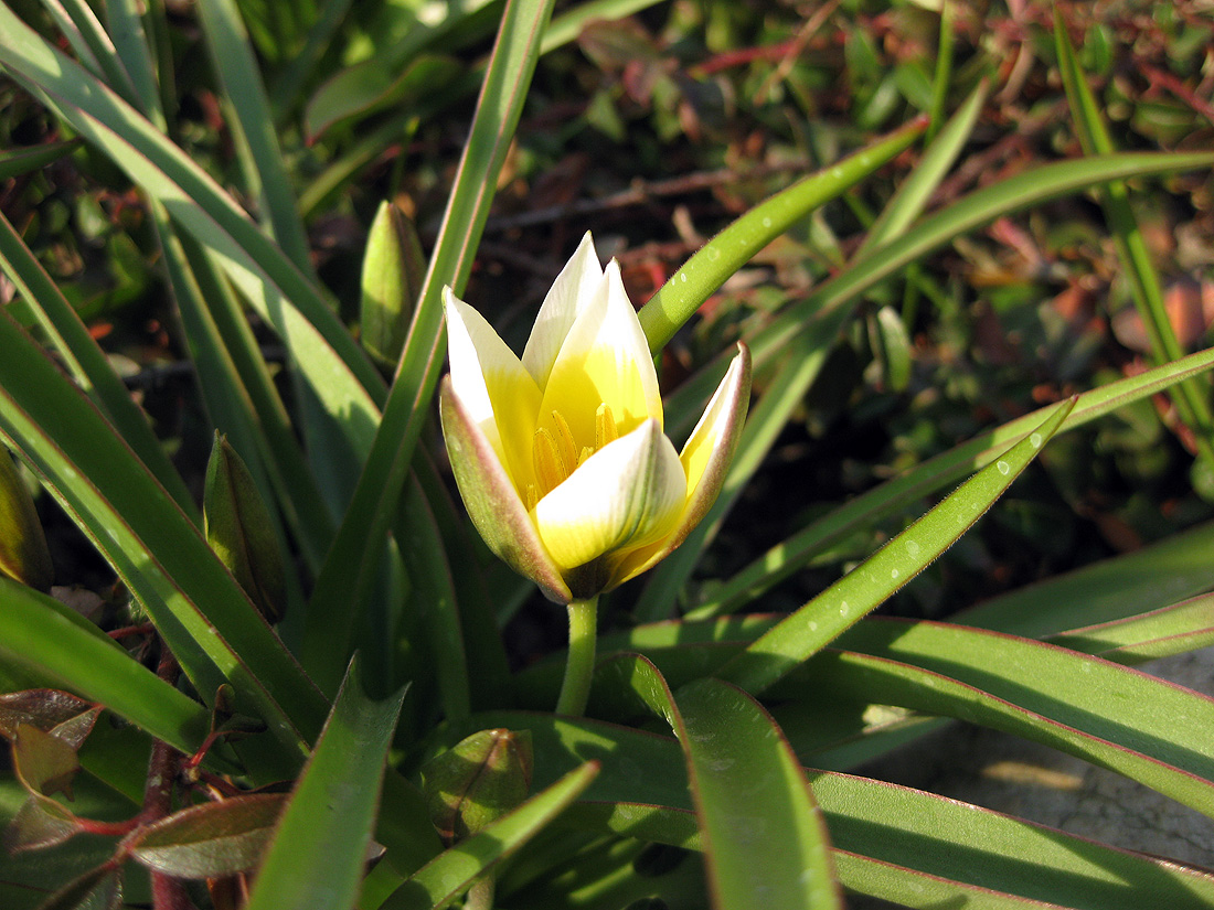 Image of Tulipa tarda specimen.