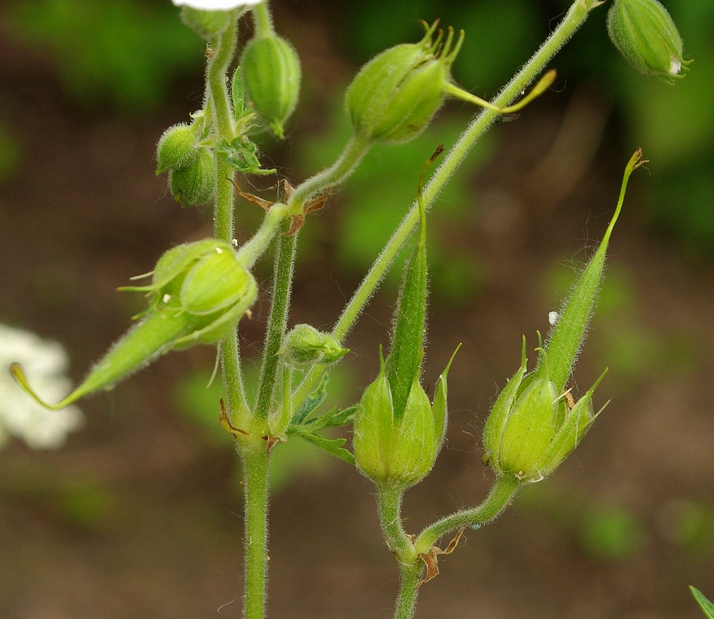 Image of genus Geranium specimen.