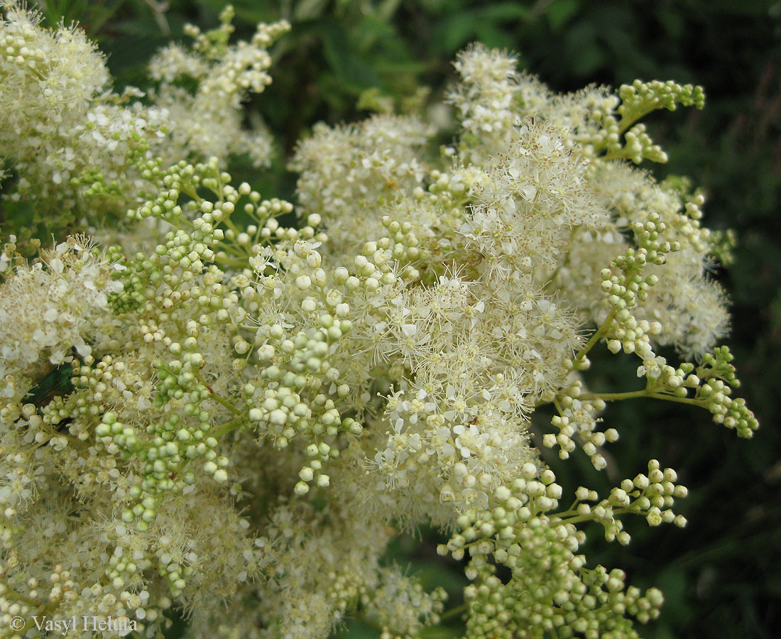 Image of Filipendula ulmaria specimen.