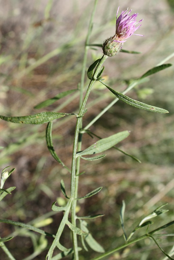 Изображение особи Centaurea borysthenica.
