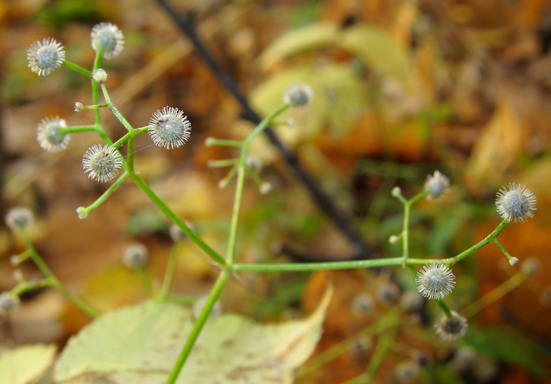 Image of Galium odoratum specimen.