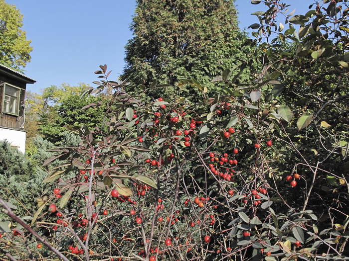 Изображение особи Rosa glauca.