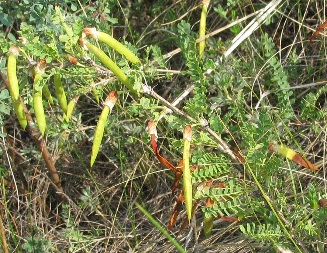 Image of Caragana microphylla specimen.