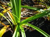 Carex kobomugi