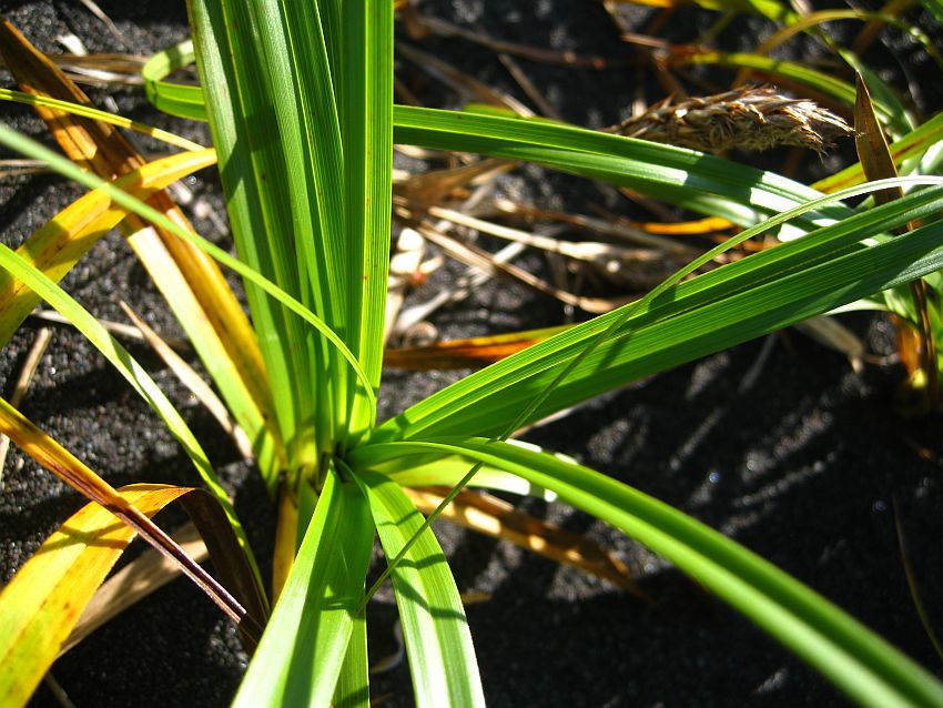 Изображение особи Carex kobomugi.