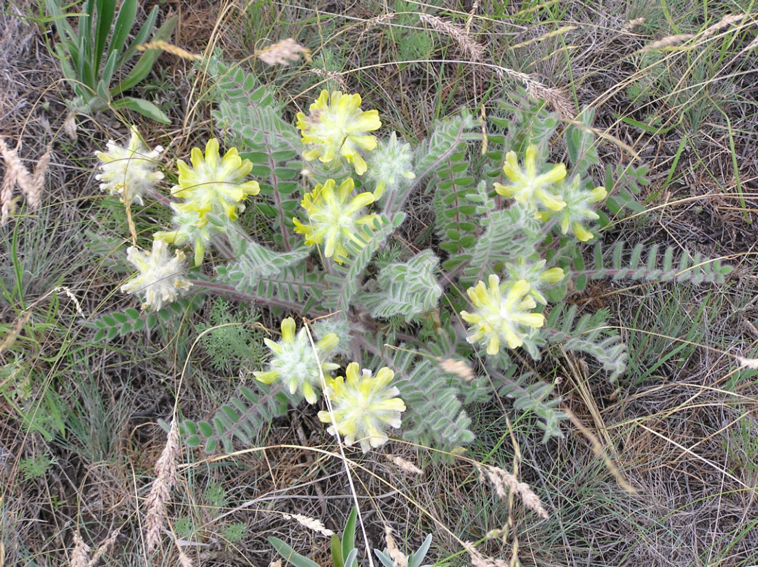 Изображение особи Astragalus dasyanthus.