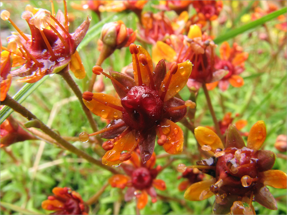 Image of Saxifraga aizoides specimen.