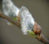 Salix cinerea