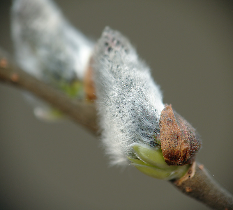 Image of Salix cinerea specimen.