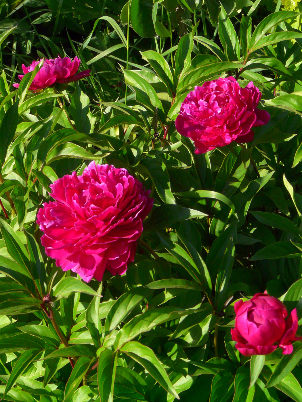 Image of Paeonia lactiflora specimen.