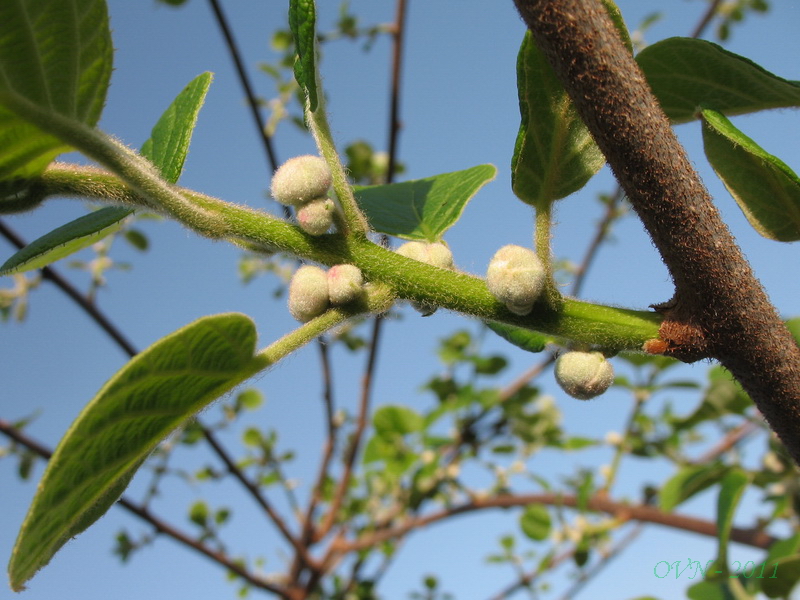 Image of Actinidia chinensis var. deliciosa specimen.