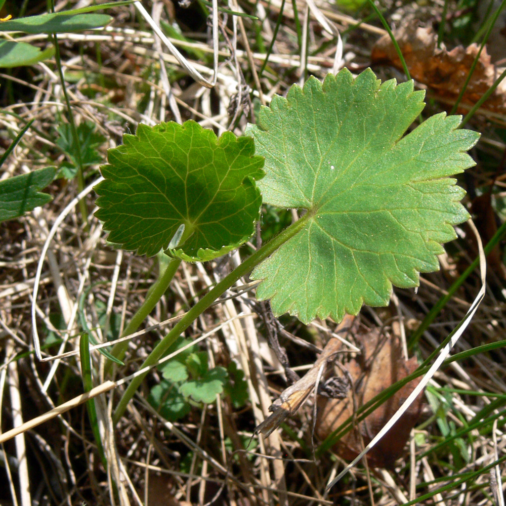 Image of Ranunculus cassubicus specimen.