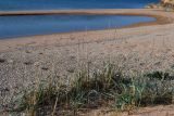 Leymus racemosus subspecies sabulosus. Растения на пляже. Крым, сев. побережье Керченского п-ова, Караларская степь. 27.04.2012.