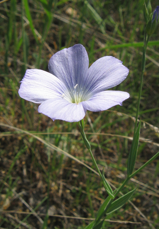 Image of Linum nervosum specimen.