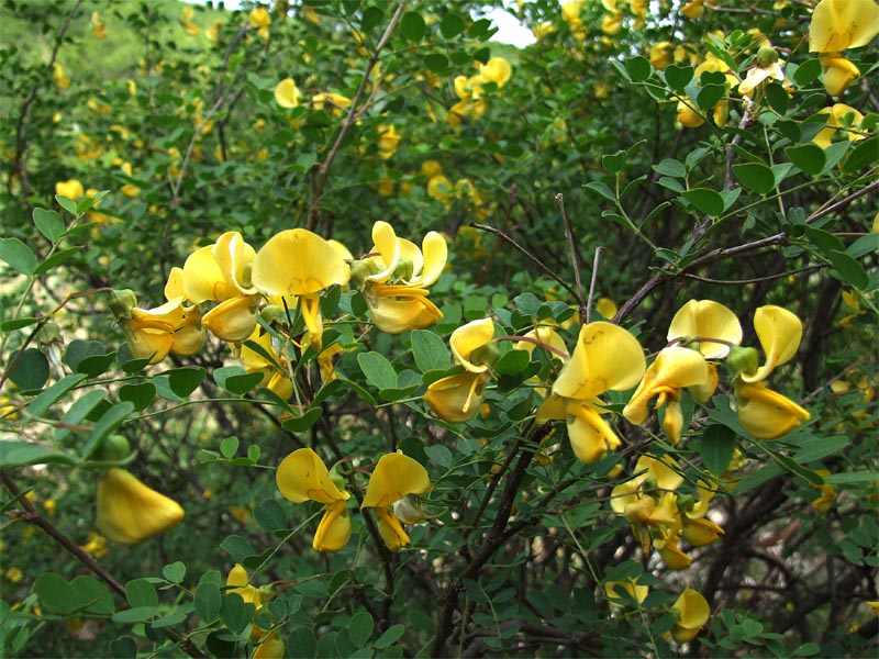 Image of Colutea armena specimen.