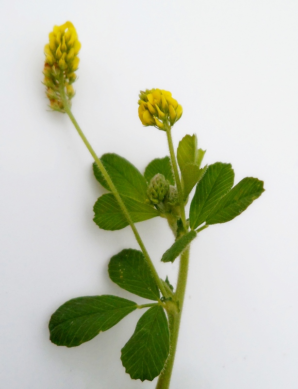 Image of Medicago lupulina specimen.