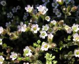 Cerastium pseudobulgaricum