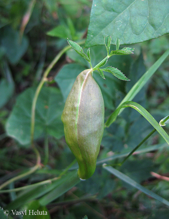 Image of Angelica sylvestris specimen.