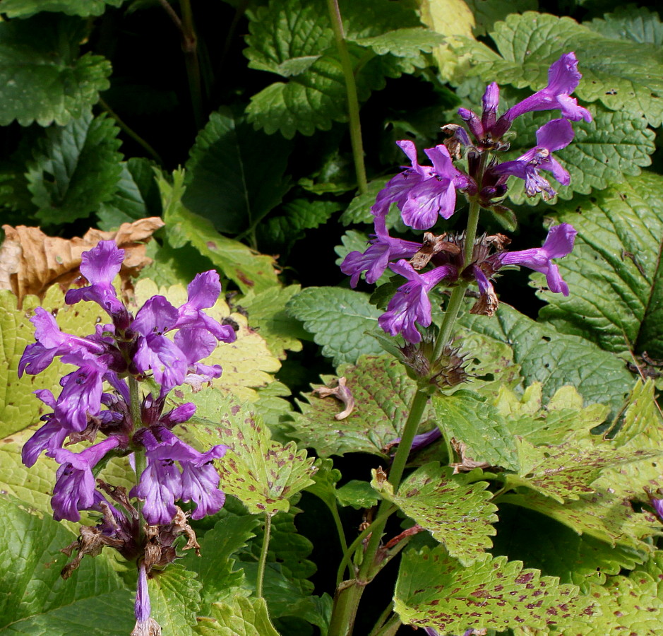 Растение буквица крупноцветковая фото и описание
