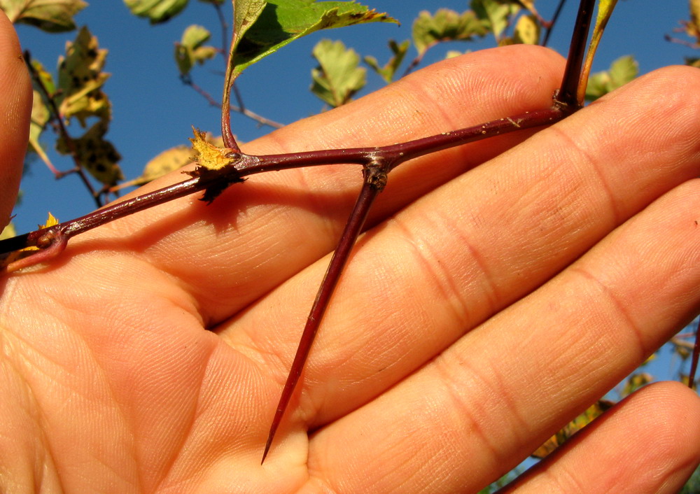 Image of Crataegus chlorocarpa specimen.