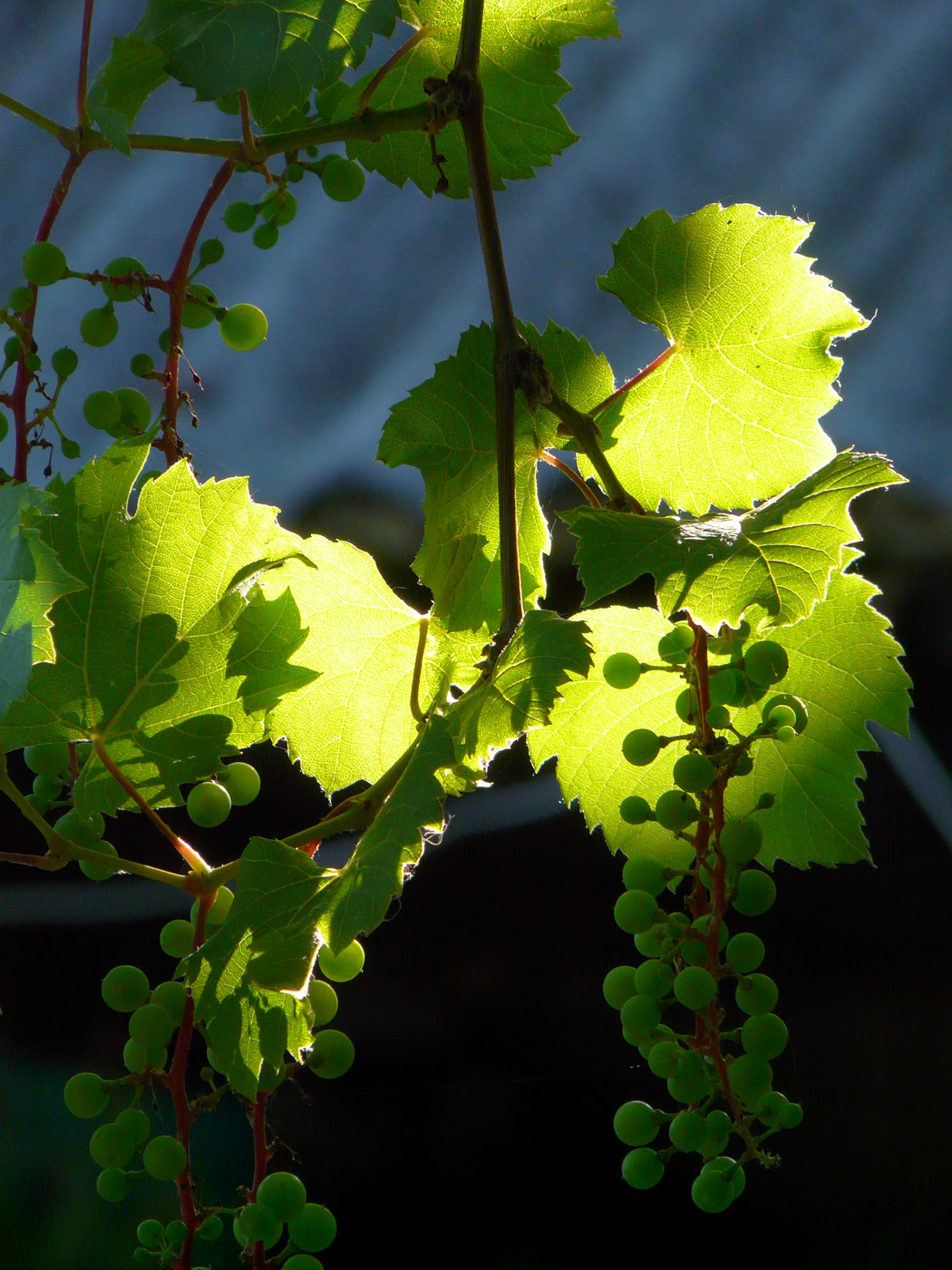 Image of Vitis &times; bacoi specimen.