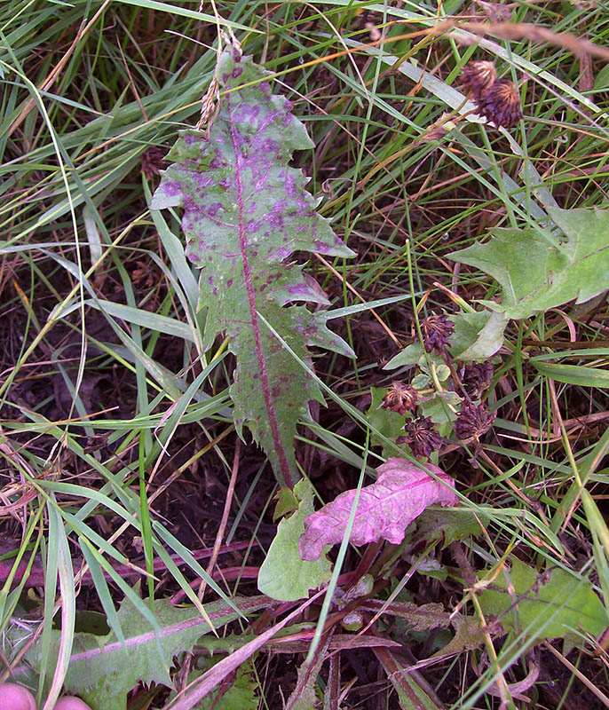 Изображение особи Taraxacum officinale.