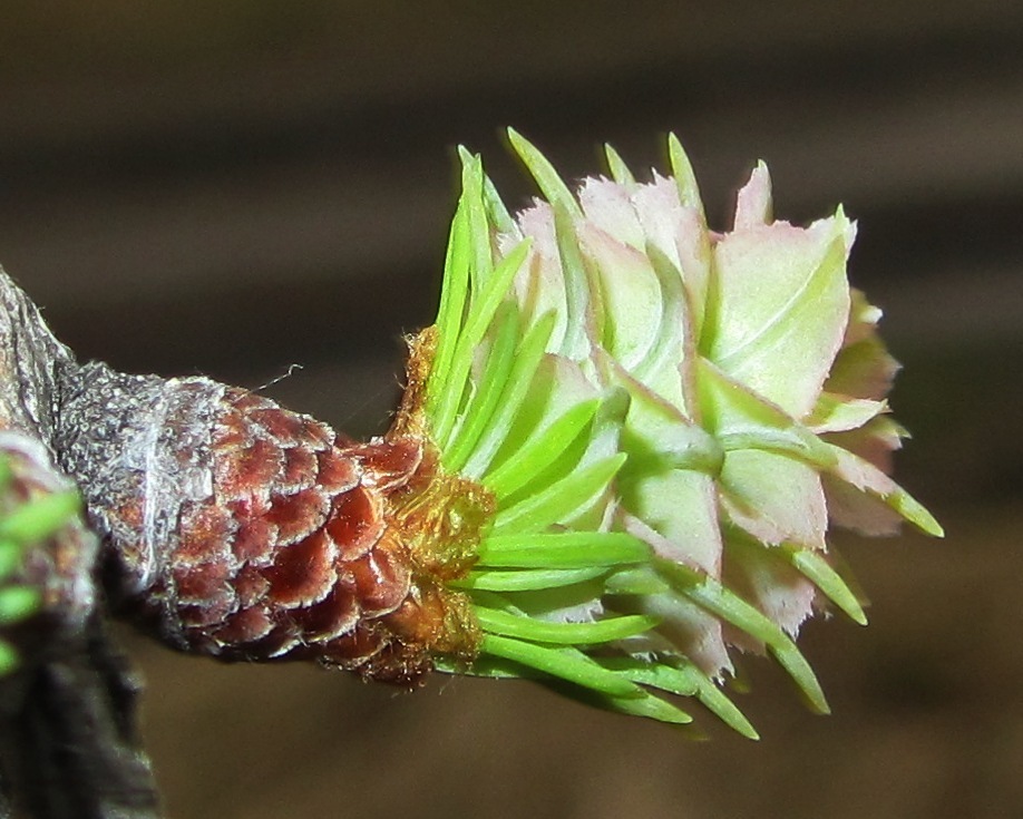 Image of Larix sukaczewii specimen.