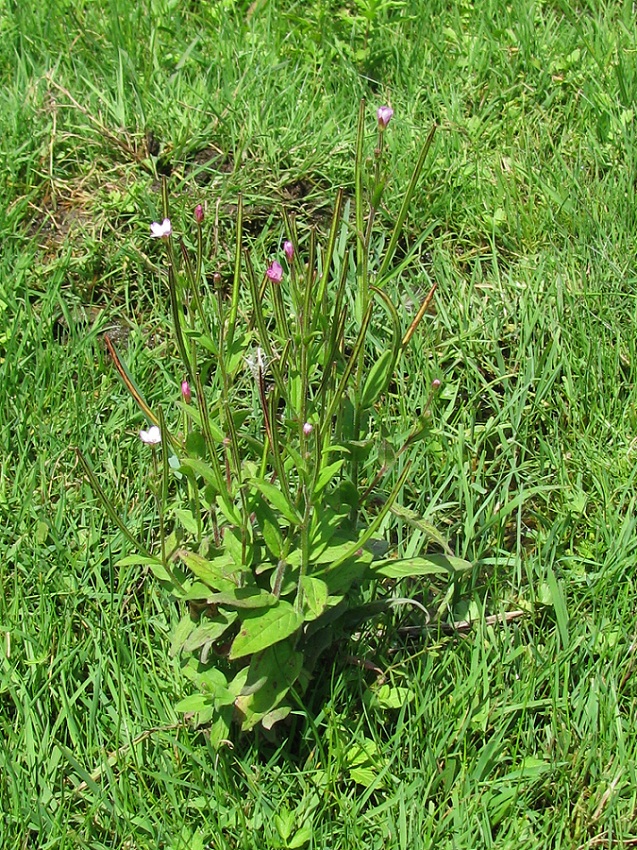 Image of Epilobium adenocaulon specimen.