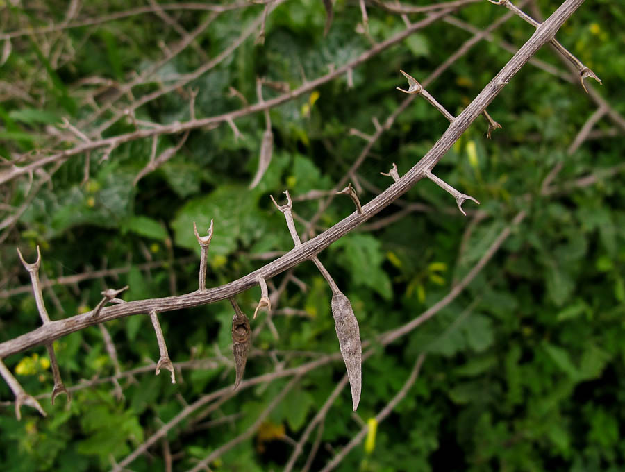 Image of Sinapis alba specimen.