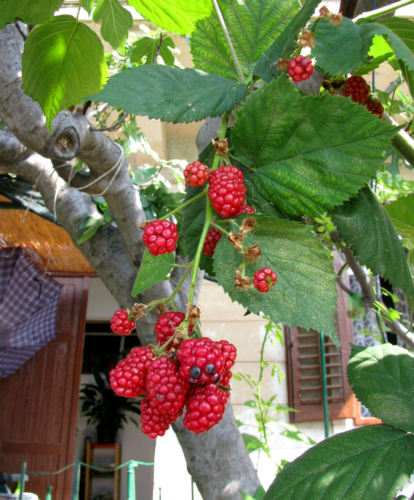 Image of genus Rubus specimen.