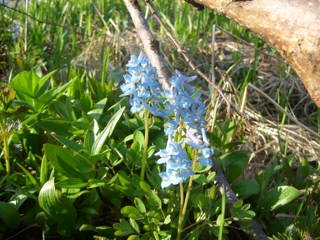 Image of Corydalis ambigua specimen.