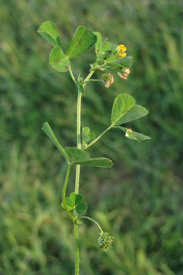 Image of Medicago arabica specimen.