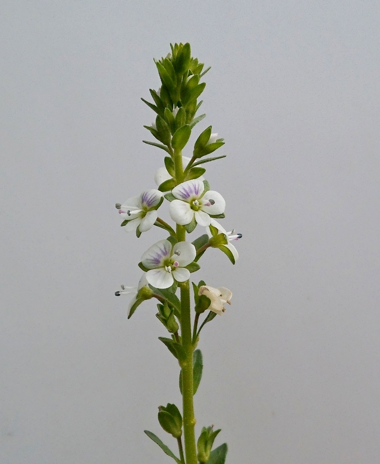 Image of Veronica serpyllifolia specimen.