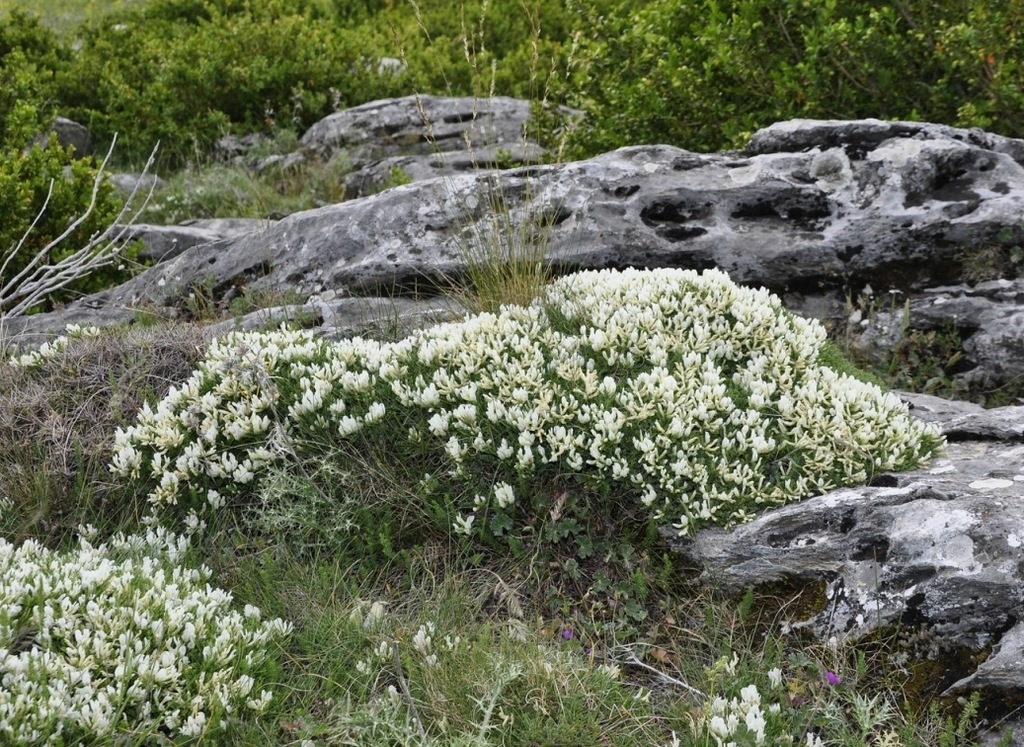 Image of Astragalus angustifolius specimen.