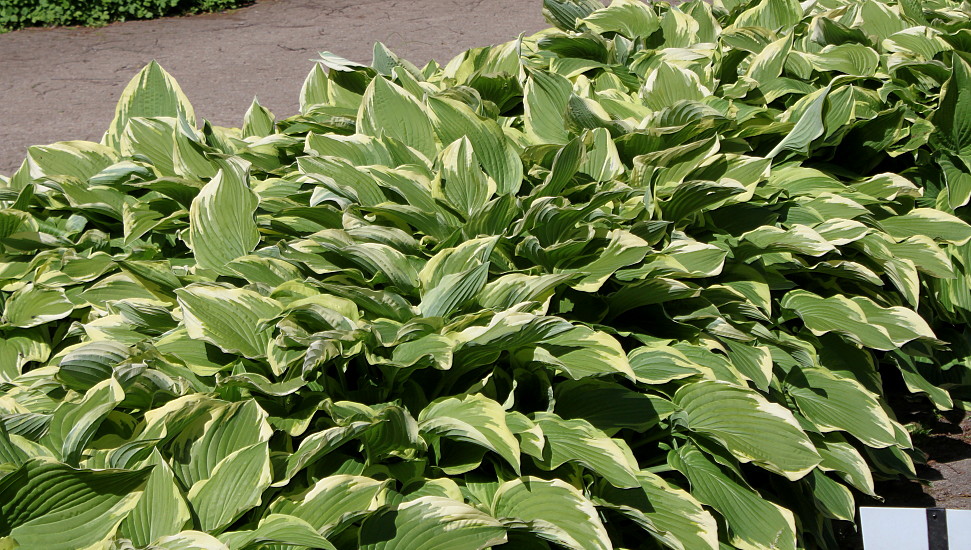 Изображение особи Hosta fortunei.