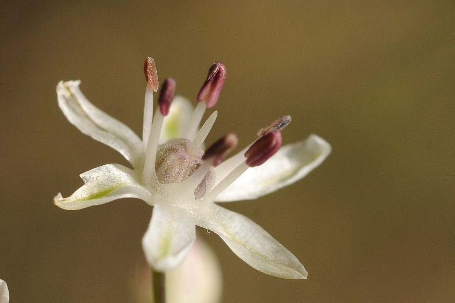 Image of Allium saposhnikovii specimen.