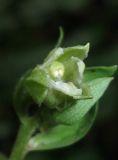 Epipactis krymmontana. Раскрывающийся цветок. Крым, Белогорский р-н, окр. с. Земляничное, буково-грабовый лес. 23 июня 2013 г.