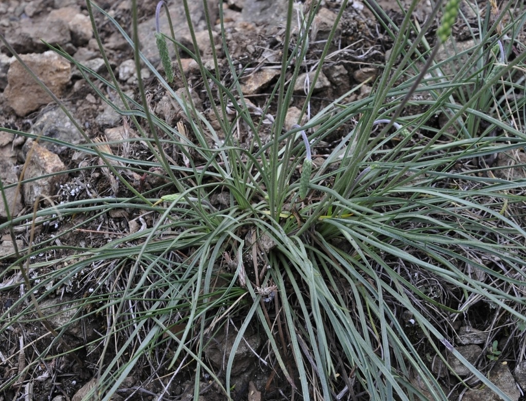 Image of Plantago capitellata specimen.