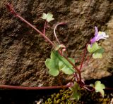 Cymbalaria muralis. Молодой побег с цветком. Германия, г. Krefeld, Ботанический сад. 08.06.2013.