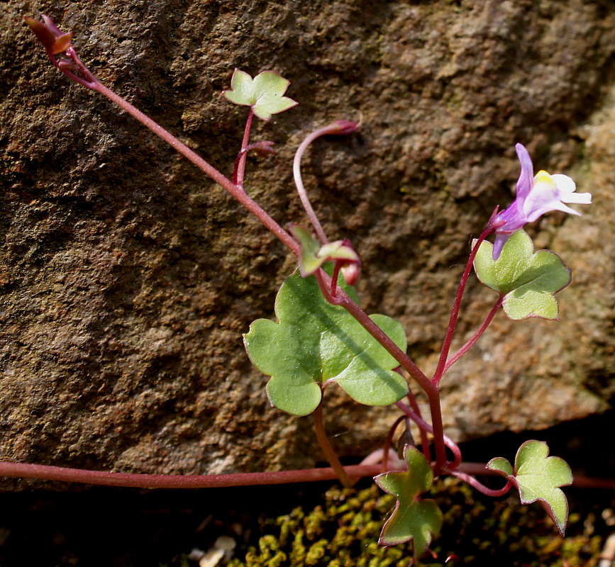 Image of Cymbalaria muralis specimen.